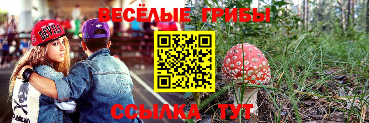 Псилоцибиновые грибы Psilocybe Стрежевой